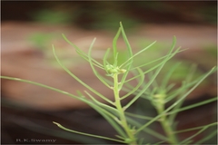 Hybanthus vatsavayae